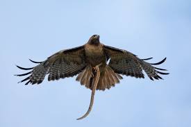 Hawk | Types, Diet, & Facts | Britannica