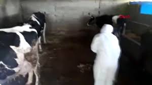 Jun 23, 2021 · kaza, merkez bağlar ilçesi kardeşlik caddesi üzerinde saat 19.30 sıralarında meydana geldi. Adana Koronaviruse Yakalanan Ciftin Hayvanlarina Devlet Sahip Cikti Dailymotion Video