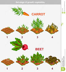 Set Stage Of Growth Vegetables Carrot And Beet Stock Vector