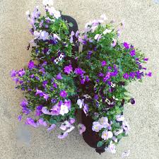 Fruhlingsblumen Fruhlingspflanzen Bepflanzung Balkonbepflanzung