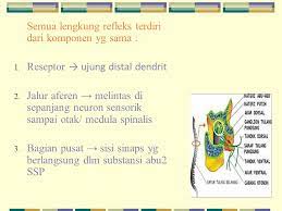 Makalah lengkung refleks / makalah fisiologi refleks muntah rio.docx suatu lengkung refleks (penghantar refleks) membutuhkan neuron sensorik ( aferen)dan neuron motoric (eferen). Peristiwa Reflek Gerak Postur Tubuh Ppt Download