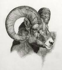 Ram By Heather Theurer Sheep Drawing Pencil Drawings Of Animals Animal Paintings