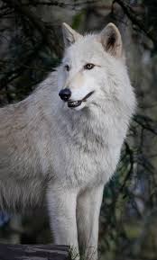 White Wolf White Wolf Arctic Wolf Wolf Spirit