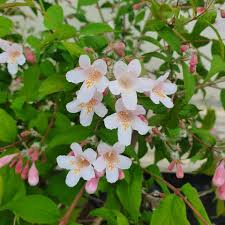 Image result for Kolkwitzia amabilis