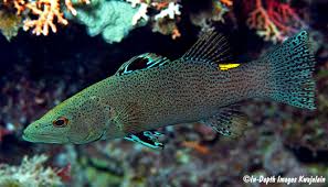 Image result for Belonophora