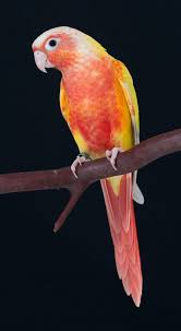 Grey Bird With Red Cheeks Green Cheek Dilute Pineapple Faa 6729 Conure Parrots Conure Bird Conure