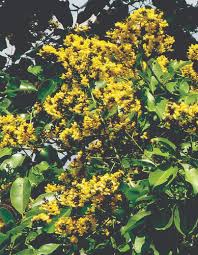 Image result for Pterocarpus megalocarpus
