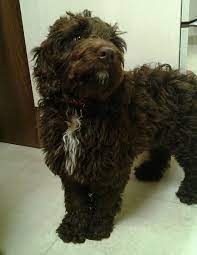 Labradoodle puppies for sale in dayton ohio. Chocolate Labradoodle Puppies For Sale In Ohio Crazypurplemama