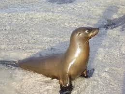 Toboganes, leones marinos, tiburones y, lo mejor, bañarse con delfines. Los Leones Marinos Del Pacifico Norte Leones Marinos Steinmann Burro De Mar Leones Marinos Animal Pikist