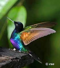 Colores y otras 3 ideas en tatuajes de colibri con flores. Kolibri Trochilidae In Ecuador