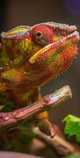 A Colorful Chameleon Head Shot Colorful Lizards Reptiles Animals Wild