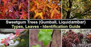 See our tree wallpaper photographs link in the left tree categories. Sweetgum Trees Gumball Tree Types Leaves Identification Pictures