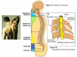 Topographically, it is located under the zygomatic ramus (zygomatic arch) and the. Neck And Back Pain Tulsa Ok Chiropractor Alliance Chiropractic