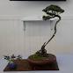 Wauchope Bonsai Workshop Group event in Wauchope NSW