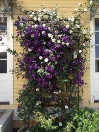 Check spelling or type a new query. 15 Creative And Easy Diy Trellis Ideas For Your Garden The Art In Life Diy Garden Trellis Flowering Vines Clematis Trellis