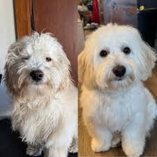 Before and after 😂😂 No, he is not a rescue. He is my 6 month bougie  breeder maltipoo living his best life as a farm dog. I can't keep this dog  clean!