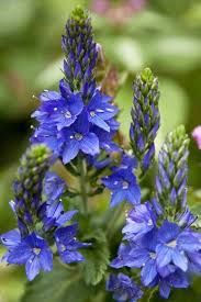 Grosser Ehrenpreis Royal Blue Schonste Stauden Expertenwissen In 2020 Ehrenpreis Pflanzen Baumschule Horstmann