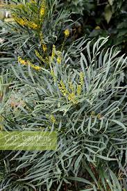 Plant of the year at chelsea 2013. Mahonia Eurybracteat Stock Photo By Jason Ingram Image 1264127