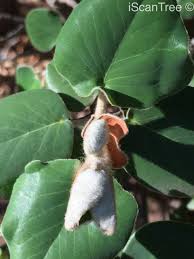 Image result for Androstachys