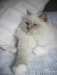 Lilac Mink Ragdoll