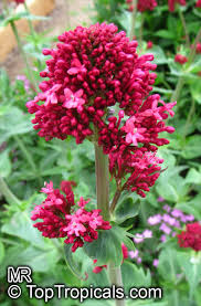 Image result for Valerianaceae