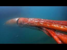 It was later reraised and disbanded again in 1997. Riesenkalmar Gesichtet Youtube