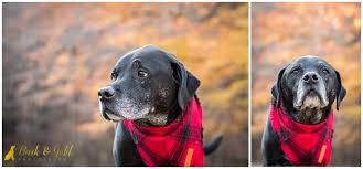 Look at pictures of puppies in pittsburgh who need a home. Jager Otto The Black And Yellow Labrador Retrievers Pittsburgh Dog Photography Bark Gold Photography Pittsburgh Pet And Dog Photographer