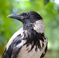 Black And White Bird Pictures Crow Profile Crows Ravens Crow Bird