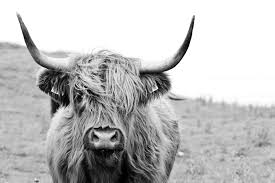 Black And White Bull Canvas Black And White Highland Cow 04124 Ready To Hang Canvas Print Highland Cow Print Cow Art Highland Cow