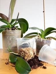 The best time to repot is just after flowering, or when new growth appears. Repotting Orchids Repotting Orchids Transplanting Orchids Orchids