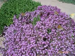 GardenerScott: Propagating Groundcovers