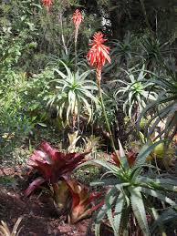 Kurztrip Vor Weihnachten Auf Die Blumeninsel Madeira Inseln Zum Traumen Insel Madeira Kurztrip