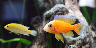 Bisnis ikan hias sekarang ini banyak dilakukan dari rumah, dengan memanfaatkan teras, halaman depan atau halaman belakang untuk memajang akuarium tempat ikanmu dibudidayakan. Nilai Ekspor Ikan Hias Ri Masih Kalah Dari Singapura Merdeka Com