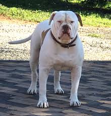 The goals and purposes of this breed standard include: American Bulldog Puppies Villa Fournier American Bulldogs