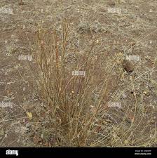 Image result for Thamnosma rhodesica