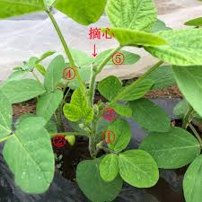 エダマメ 湯あがり娘 ６週目 生長株を摘心しました レンタル畑で野菜づくり 週末農業体験