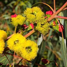 Check spelling or type a new query. Red Cap Gum Dwarf Seeds The Seed Collection