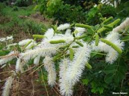 Image result for Markhamia obtusifolia