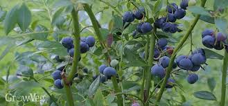 Free shipping on orders over $99 with arrive alive guarantee from the tree center. Growing Blueberries From Planting To Harvest