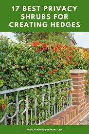 Most popular shrubs & hedges. 17 Best Privacy Shrubs For Creating Hedges
