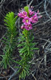 Image result for Phyllodoce breweri