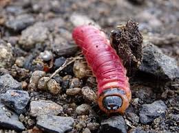 It looked to me like a pill capsule (medicine). Page 2 Royalty Free Worms Photos Pikist