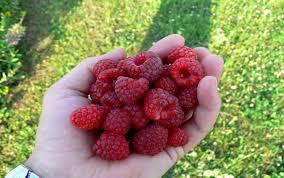Image result for ‫تمشک‬‎