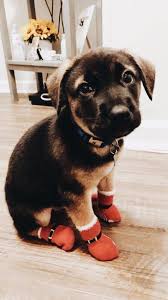 Santa S Little Helper In 2020 Cute Baby Animals Puppies Cute Animals