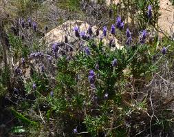 Image result for Lavandula dentata