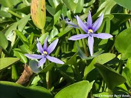 Image result for Heteranthera