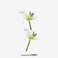 Vector Diagram Hand Realistic Flower White Lily Lilywhites Lilies In Bloom Hand Painted Vector White Vector Lily Vecto White Painting White Lilies Hand Painted