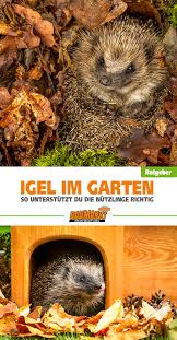 Igel Im Garten Igel Im Garten Garten Igel