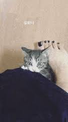 Because they have no fur they lose more body heat than coated cats which makes them warm to the touch and prone to finding warm places. Best Cats Wearing Clothes Gifs Gfycat