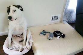 Now people usually ask if you are a dog person or a cat person? Dogs That Had Their Bed Stolen By A Cat